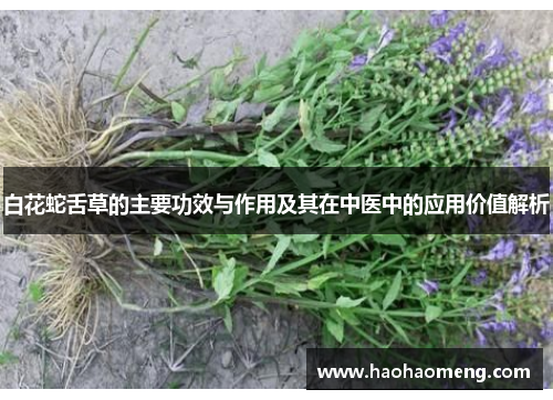 白花蛇舌草的主要功效与作用及其在中医中的应用价值解析