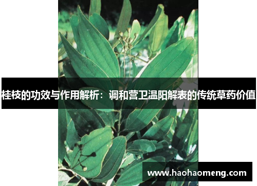 桂枝的功效与作用解析：调和营卫温阳解表的传统草药价值